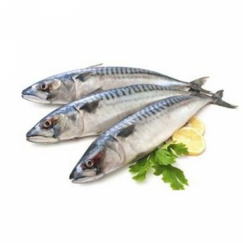 Tenggiri 1kg up